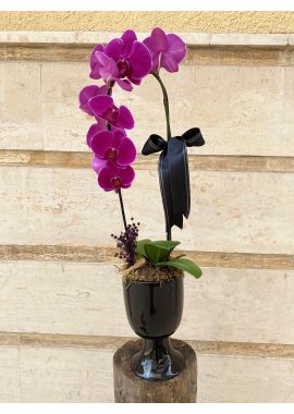 Dekoratif Küp İçerisinde Salkım Orkide