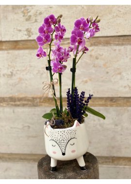 Sevimli Seramik Vazoda Pembe Midi Orkide